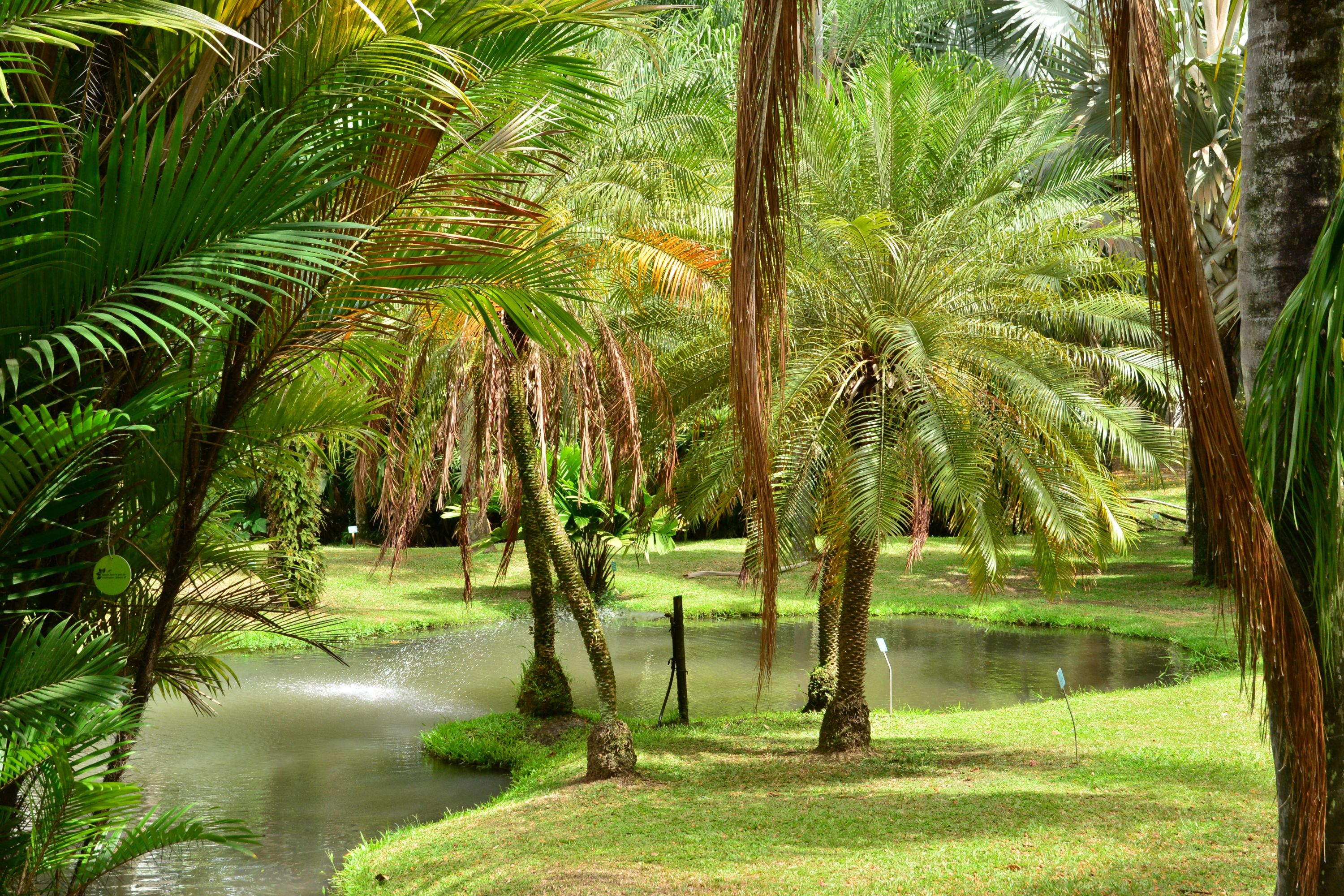 Regenwald - Martinique