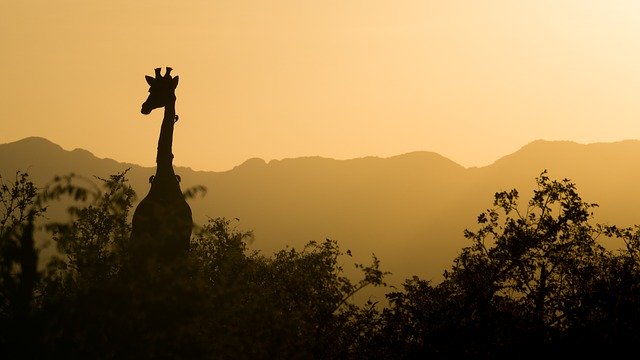 Wildtier-Safari - Südafrika