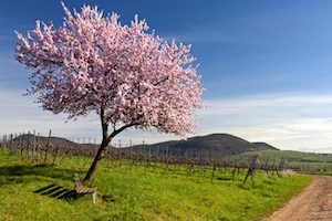 Road Trip Deutschland - Weinstrasse